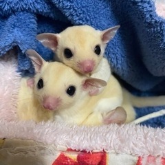 🩷リューシ姉妹🩷４月５日脱嚢💓