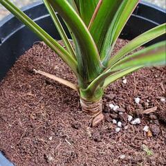 【観葉植物】コルリジネ チョコレートミントの画像