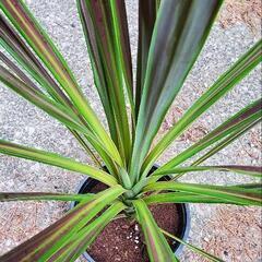 【観葉植物】コルリジネ チョコレートミントの画像