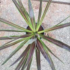 【観葉植物】コルリジネ チョコレートミントの画像