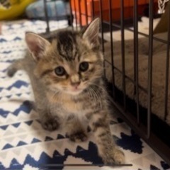 子猫の里親募集中です！