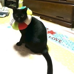 里親探し(飼育環境重視優先検討)