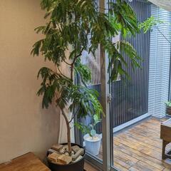 大型2m超】観葉植物 エバーフレッシュ