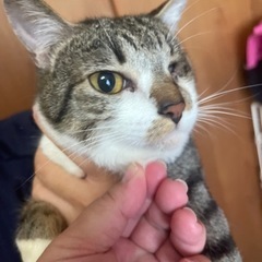 【決定】1歳過ぎの小ぶりな男の子2匹 - 猫