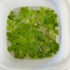 浮草 水草　