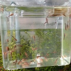 オトシンネグロの画像
