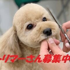 トリマーさん募集！！福山愛犬美容師会の画像