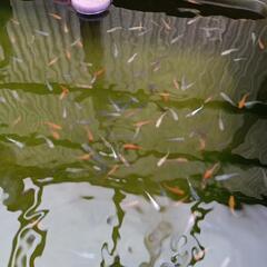 特売メダカ若魚ミックスの画像