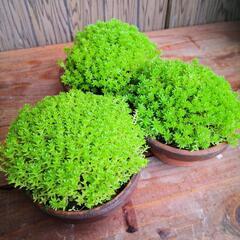 もっこりセダム/ミニ鉢植えの画像