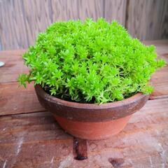 もっこりセダム/ミニ鉢植え