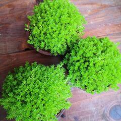 もっこりセダム/ミニ鉢植えの画像