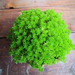 もっこりセダム/ミニ鉢植えの画像
