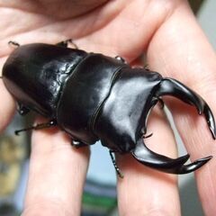 京都府産オオクワガタ F1 ♂76.2ミリ♀50ミリ　ペアの画像