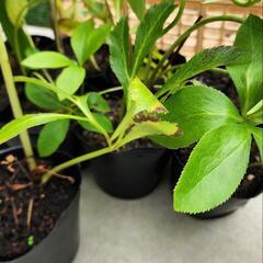 花終わり大幅お値下げ❗クリスマスローズの画像