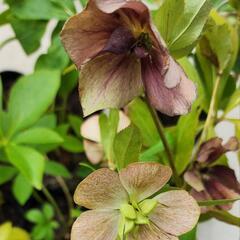 花終わり大幅お値下げ❗クリスマスローズの画像