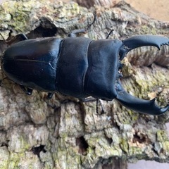 テイオウヒラタ98.7㎜単品の画像