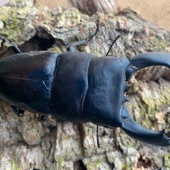 テイオウヒラタ98.7㎜単品の画像