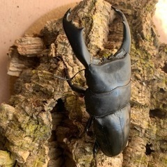 テイオウヒラタ98.7㎜単品の画像