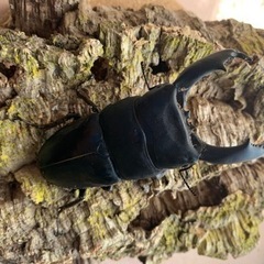 テイオウヒラタ98.7㎜単品の画像