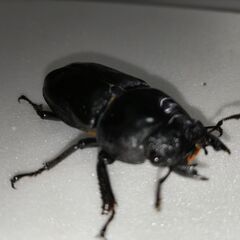 ☆★☆ 国産オオクワガタ 能勢YG血統 即ブリ♀56.9+2頭☆★☆の画像