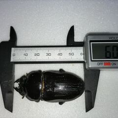 ☆★☆ 国産オオクワガタ 能勢YG血統 即ブリ♀56.9+2頭☆★☆の画像