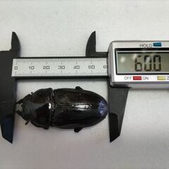 ☆★☆ 国産オオクワガタ 能勢YG血統 即ブリ♀56.4+2頭☆★☆の画像