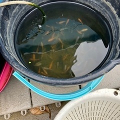 メダカミックス商談中