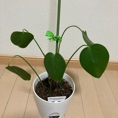 モンステラの画像
