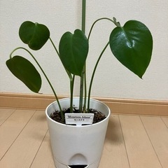 モンステラの画像