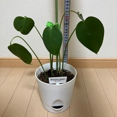 モンステラ