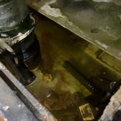 魚　お問い合わせ多数のためお返事を限らせていただきますの画像