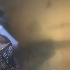 魚　お問い合わせ多数のためお返事を限らせていただきますの画像