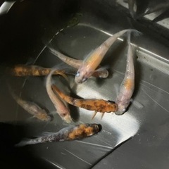 メダカ三色商談中