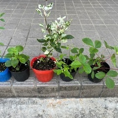 お花の苗５個セット
