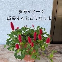 お花の苗５個セット
の画像