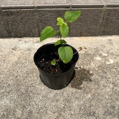 お花の苗５個セット
の画像