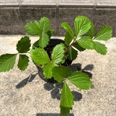 お花の苗５個セット
の画像