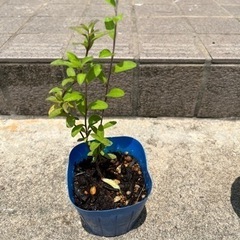 お花の苗５個セット
の画像