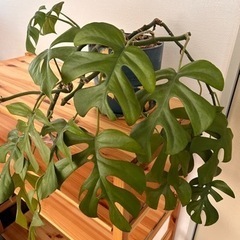 花瓶、植木鉢、植物など12点 (別売り可、値段交渉可)の画像