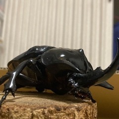 レックスゾウカブト幼虫ペアの画像