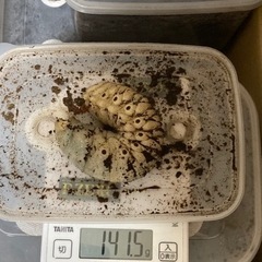 レックスゾウカブト幼虫ペアの画像