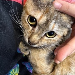 写真では表せない可愛いお顔の麦わら猫の女の子♡エイズ陰性でした！ − 香川県