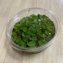 浮き草(小)