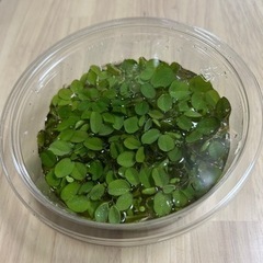 浮き草(大)
