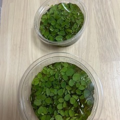 浮き草(大)の画像