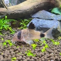 コリドラスパンダ　CO2キットなど