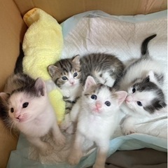 再度募集開始いたします　生後2週間くらいの子猫ちゃん