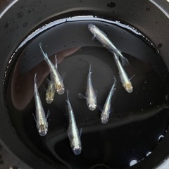 メダカ　鱗光　
