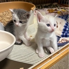 母猫サチちゃんと2匹の子猫(どちらも男の子)