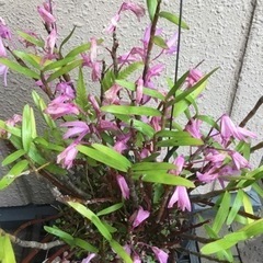 セッコク　赤　　②の画像